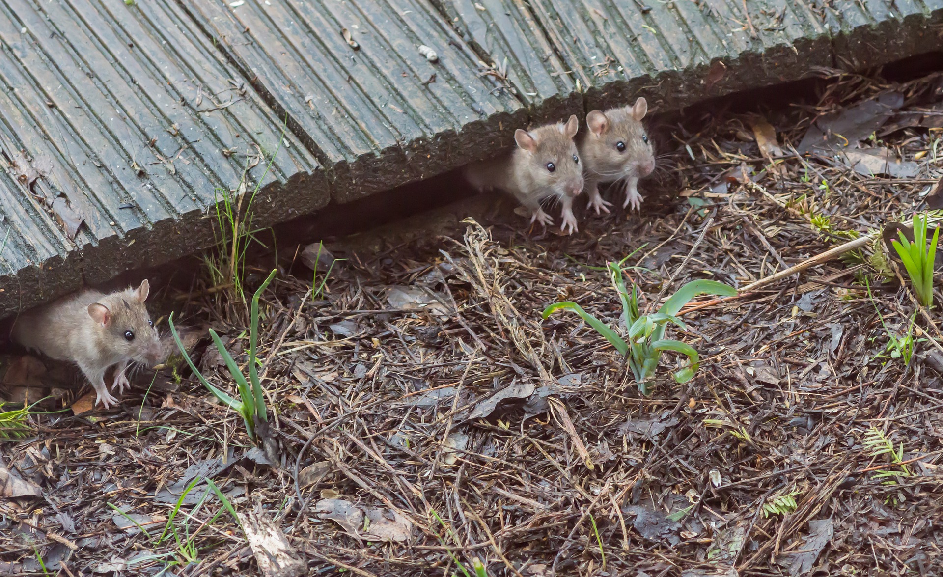 house-mouse-4891355_1920